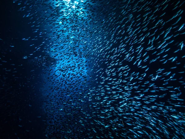 Shoal Van Kleine Kleine Vis Onderwatergrot Tegen Lichtstralen Van Ingang — Stockfoto