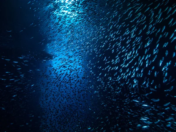 Shoal Van Kleine Kleine Vis Onderwatergrot Tegen Lichtstralen Van Ingang — Stockfoto