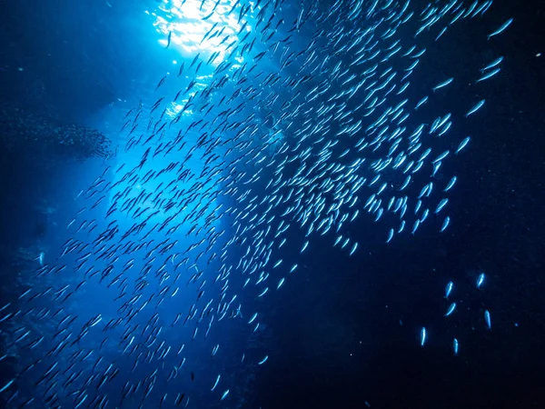 Shoal Petits Poissons Dans Grotte Sous Marine Contre Les Rayons — Photo