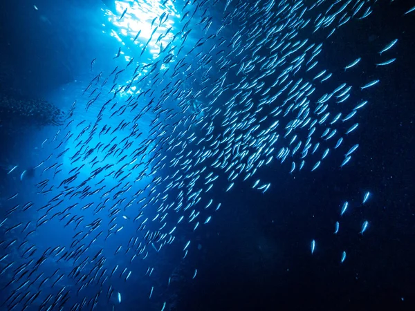 Копыта Маленьких Рыбок Подводной Пещере Против Световых Лучей Входа — стоковое фото
