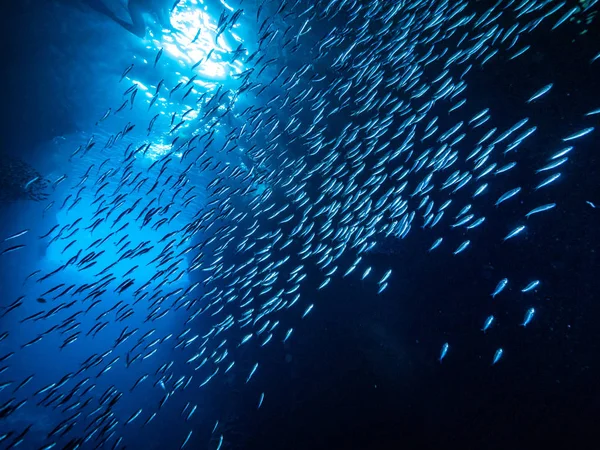 Shoal Van Kleine Kleine Vis Onderwatergrot Tegen Lichtstralen Van Ingang — Stockfoto