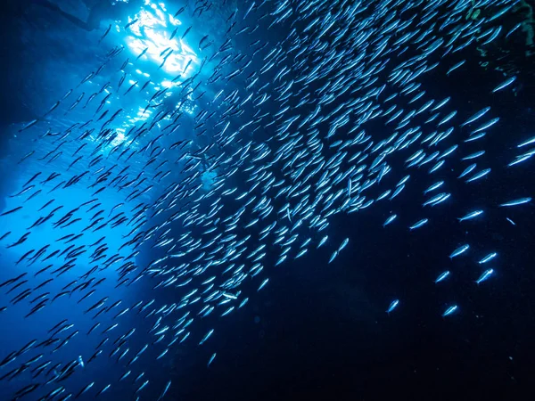 水下洞穴中小鱼的浅滩对入口光线的照射 — 图库照片