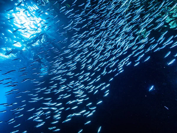 Schwarm Kleiner Winziger Fische Unterwasserhöhle Gegen Lichtstrahlen Vom Eingang — Stockfoto