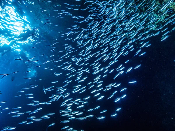 Shoal Pequenos Peixes Minúsculos Caverna Subaquática Contra Raios Luz Entrada — Fotografia de Stock