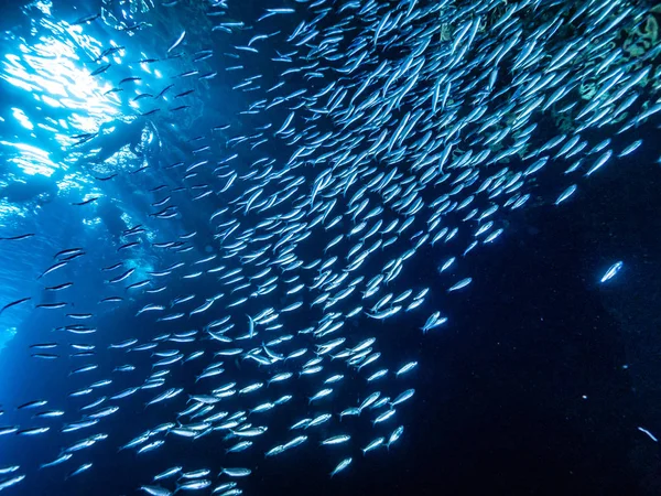 Schwarm Kleiner Winziger Fische Unterwasserhöhle Gegen Lichtstrahlen Vom Eingang — Stockfoto