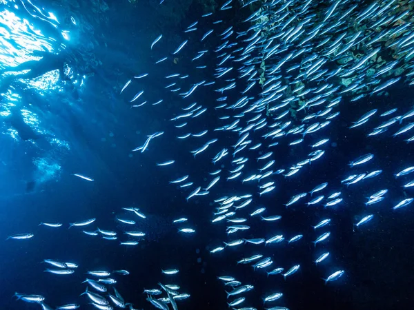 Ławica Małe Małe Ryby Podwodnej Jaskini Przed Promieni Światła Wejścia — Zdjęcie stockowe