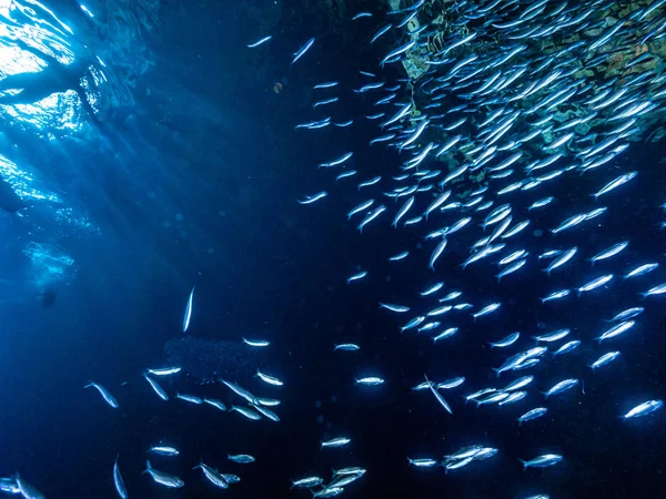 Shoal Petits Poissons Dans Grotte Sous Marine Contre Les Rayons — Photo