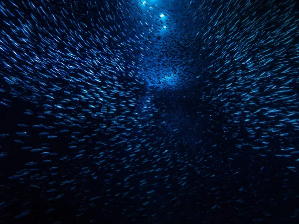 Shoal Van Kleine Kleine Vis Onderwatergrot Tegen Lichtstralen Van Ingang — Stockfoto