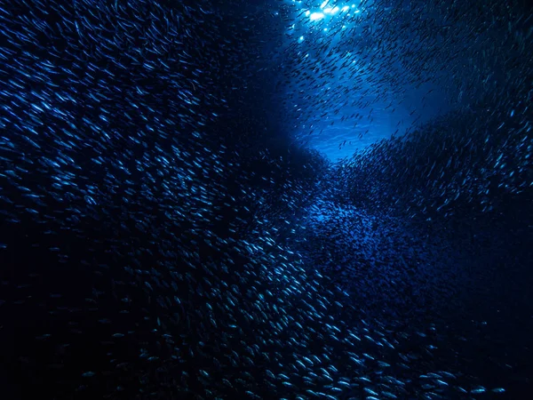 Shoal Van Kleine Kleine Vis Onderwatergrot Tegen Lichtstralen Van Ingang — Stockfoto