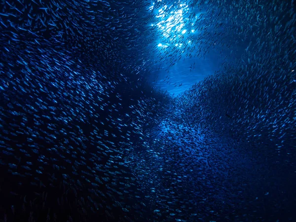 Schwarm Kleiner Winziger Fische Unterwasserhöhle Gegen Lichtstrahlen Vom Eingang — Stockfoto