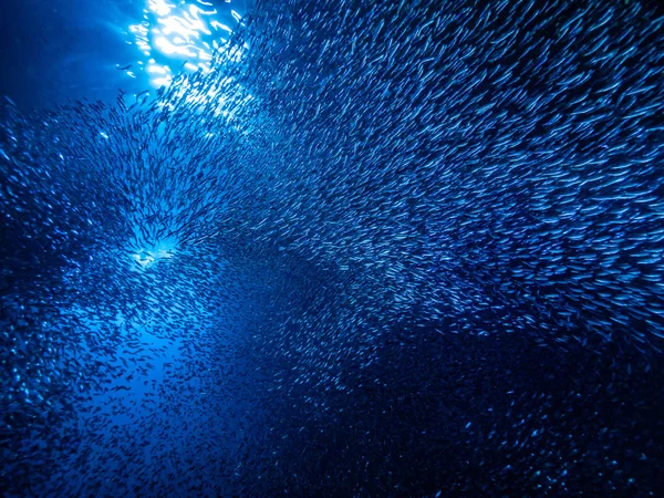 Shoal Pequenos Peixes Minúsculos Caverna Subaquática Contra Raios Luz Entrada — Fotografia de Stock