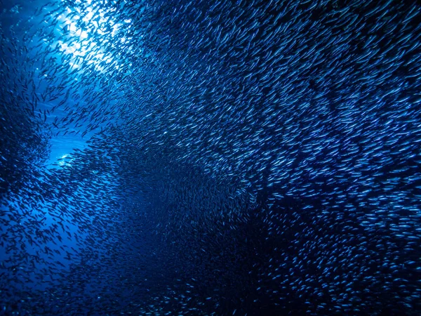 Shoal Van Kleine Kleine Vis Onderwatergrot Tegen Lichtstralen Van Ingang — Stockfoto