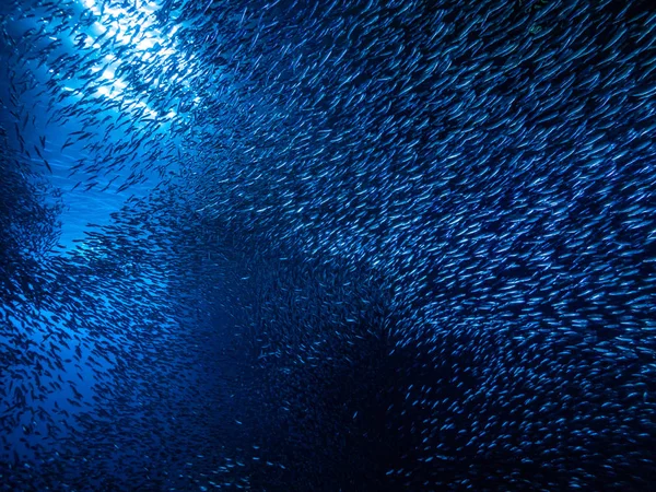 Shoal Pequenos Peixes Minúsculos Caverna Subaquática Contra Raios Luz Entrada — Fotografia de Stock