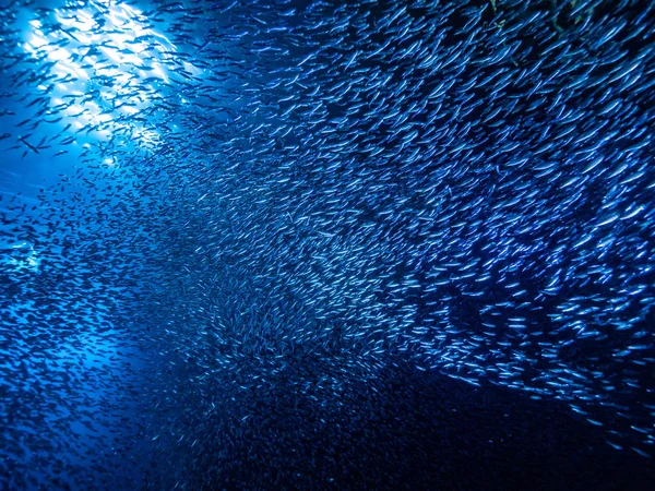 Shoal Van Kleine Kleine Vis Onderwatergrot Tegen Lichtstralen Van Ingang — Stockfoto