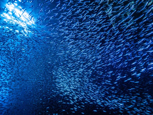 Shoal Pequenos Peixes Minúsculos Caverna Subaquática Contra Raios Luz Entrada — Fotografia de Stock