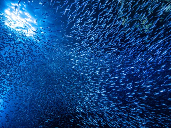 Shoal Van Kleine Kleine Vis Onderwatergrot Tegen Lichtstralen Van Ingang — Stockfoto