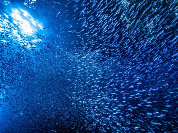 Shoal Pequenos Peixes Minúsculos Caverna Subaquática Contra Raios Luz Entrada — Fotografia de Stock