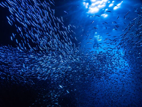 Shoal Van Kleine Kleine Vis Onderwatergrot Tegen Lichtstralen Van Ingang — Stockfoto