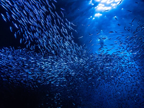 入り口からの光線に対して水中洞窟の小さな小さな魚の群れ — ストック写真