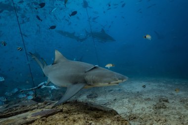 Pasifik Okyanusu. Köpekbalığı sualtı arka plan besleme. Limon köpekbalığı doğal ortamda