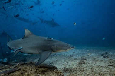 Pasifik Okyanusu. Köpekbalığı sualtı arka plan besleme. Limon köpekbalığı doğal ortamda