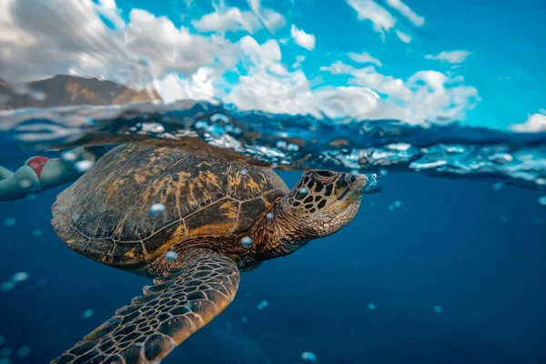 Closeup Shot Turtle Underwater Making Air Bubble Girl Swimming Next — Stock Photo, Image