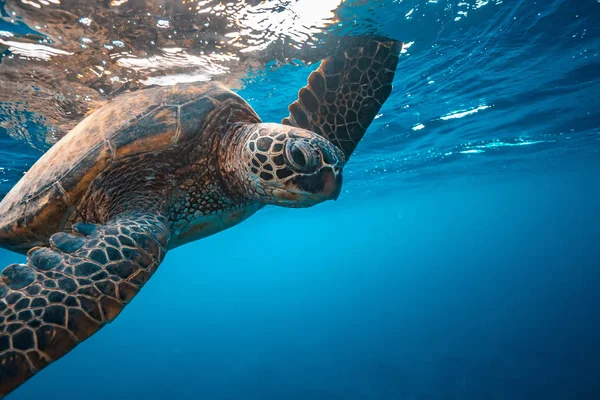 Tortue Sous Marine Touchant Surface Eau Avec Une Nageoire Portrait — Photo