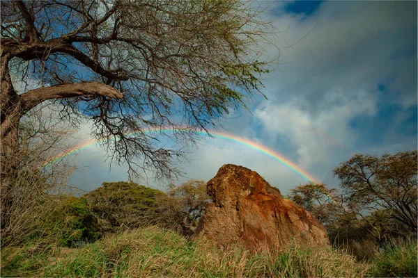 Rainbow in tropical jungle forest with big rock at center