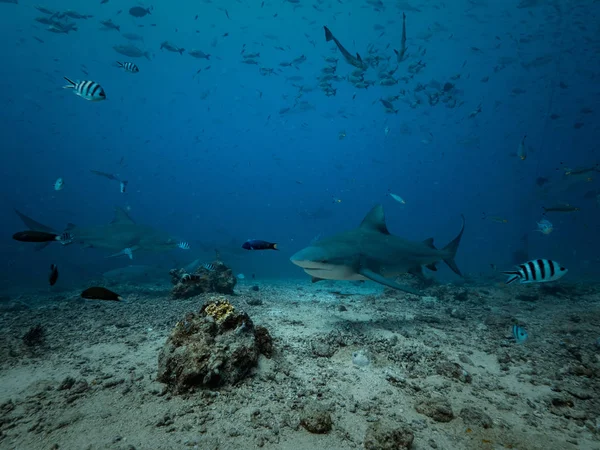 Haaien Voederen Onderwater Achtergrond — Stockfoto