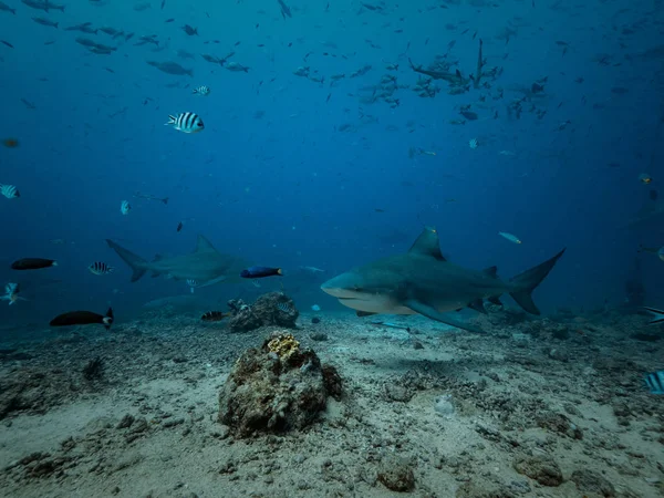 Žralok Krmení Pod Vodou Pozadí — Stock fotografie