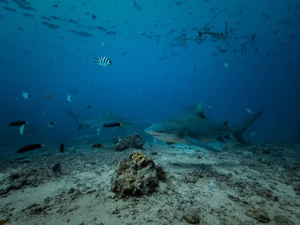 Tubarão Alimentação Fundo Subaquático — Fotografia de Stock