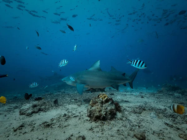Καρχαρίας Σίτιση Υποθαλάσσιο Φόντο — Φωτογραφία Αρχείου