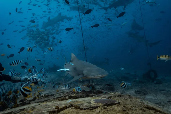 Stille Oceaan Haaien Voederen Onderwater Achtergrond Citroenhaai Natuurlijke Omgeving — Stockfoto