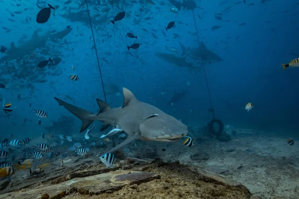 太平洋 鲨鱼在水下觅食背景 自然环境中的柠檬鲨 — 图库照片