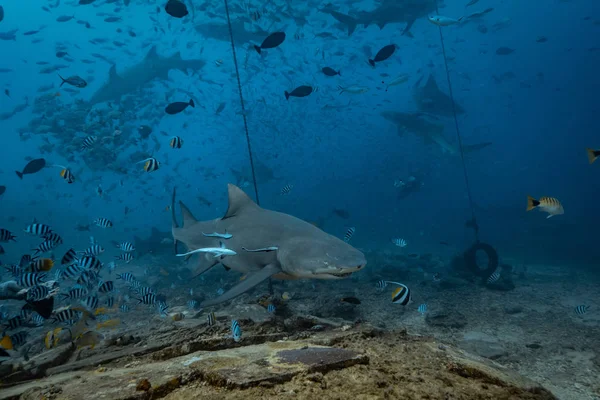 Pacific Ocean Shark Feeding Underwater Background Lemon Shark Natural Environment — Stock Photo, Image