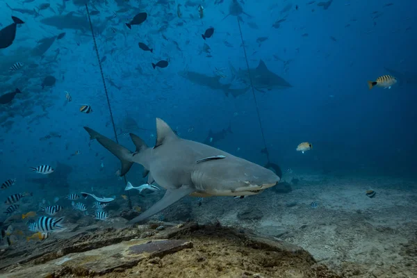 Ειρηνικό Ωκεανό Καρχαρίας Σίτιση Υποθαλάσσιο Φόντο Καρχαρίας Στο Φυσικό Περιβάλλον — Φωτογραφία Αρχείου