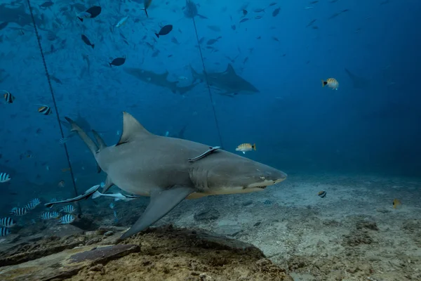 Pacific Ocean Shark Feeding Underwater Background Lemon Shark Natural Environment — Stock Photo, Image