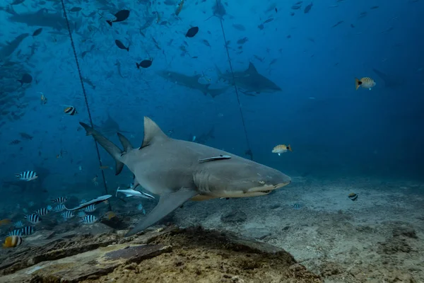 Océano Pacífico Tiburón Alimentando Fondo Submarino Tiburón Limón Medio Natural —  Fotos de Stock