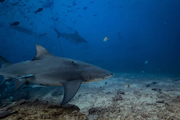 Oceano Pacífico Tubarão Alimentando Fundo Subaquático Tubarão Limão Ambiente Natural — Fotografia de Stock