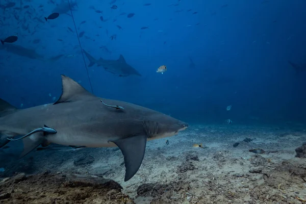 Stille Oceaan Haaien Voederen Onderwater Achtergrond Citroenhaai Natuurlijke Omgeving — Stockfoto