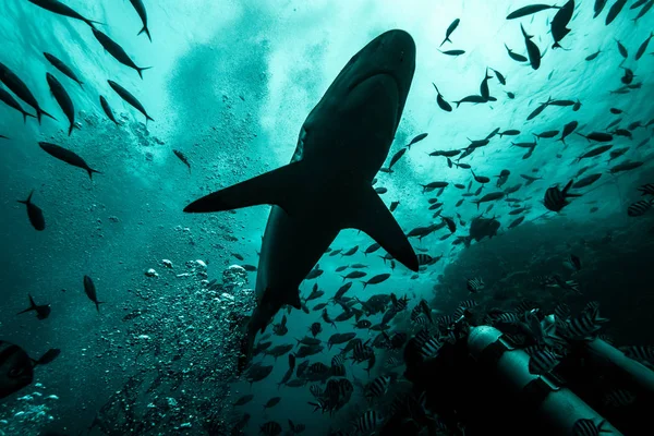 Haaien Voederen Onderwater Achtergrond — Stockfoto