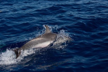 Onun arkasından su surfac kadar vahşi yunus