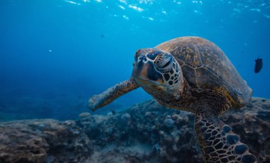 Vahşi deniz hayvan su altında okyanusta Turtle, su arka plan mavi