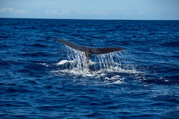 Whale Tail Water Surface Ocean Background — Stock Photo, Image