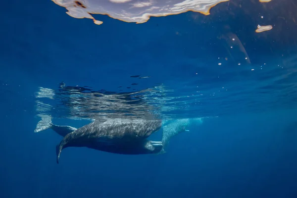 Rodina Spermwhales Pod Vodou Oceán Modré Pozadí — Stock fotografie