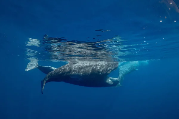Rodina Spermwhales Pod Vodou Oceán Modré Pozadí — Stock fotografie