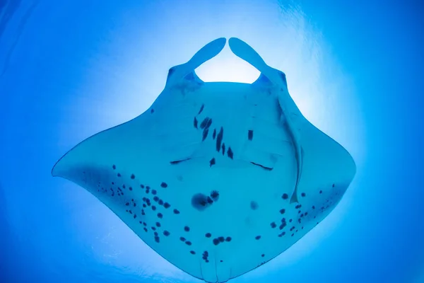 Mantaray Auf Blauer Wasseroberfläche Gegen Die Sonne — Stockfoto