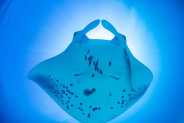 Mantaray Auf Blauer Wasseroberfläche Gegen Die Sonne — Stockfoto