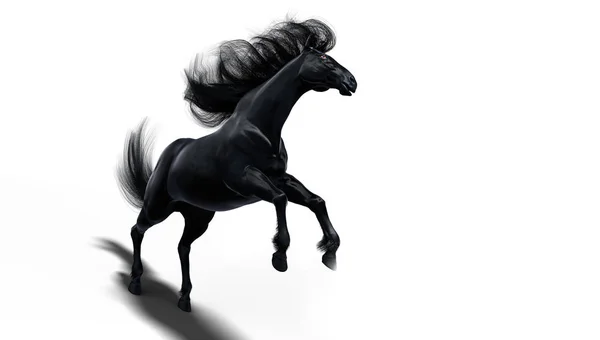 Caballo Negro Corriendo Sobre Fondo Blanco Aislado — Foto de Stock