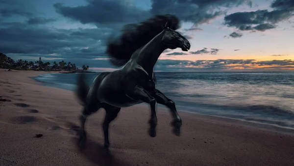 Caballo Negro Corriendo Playa Del Atardecer —  Fotos de Stock